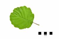 Aulne - feuille sur fond blanc (Alnus glutinosa) 
